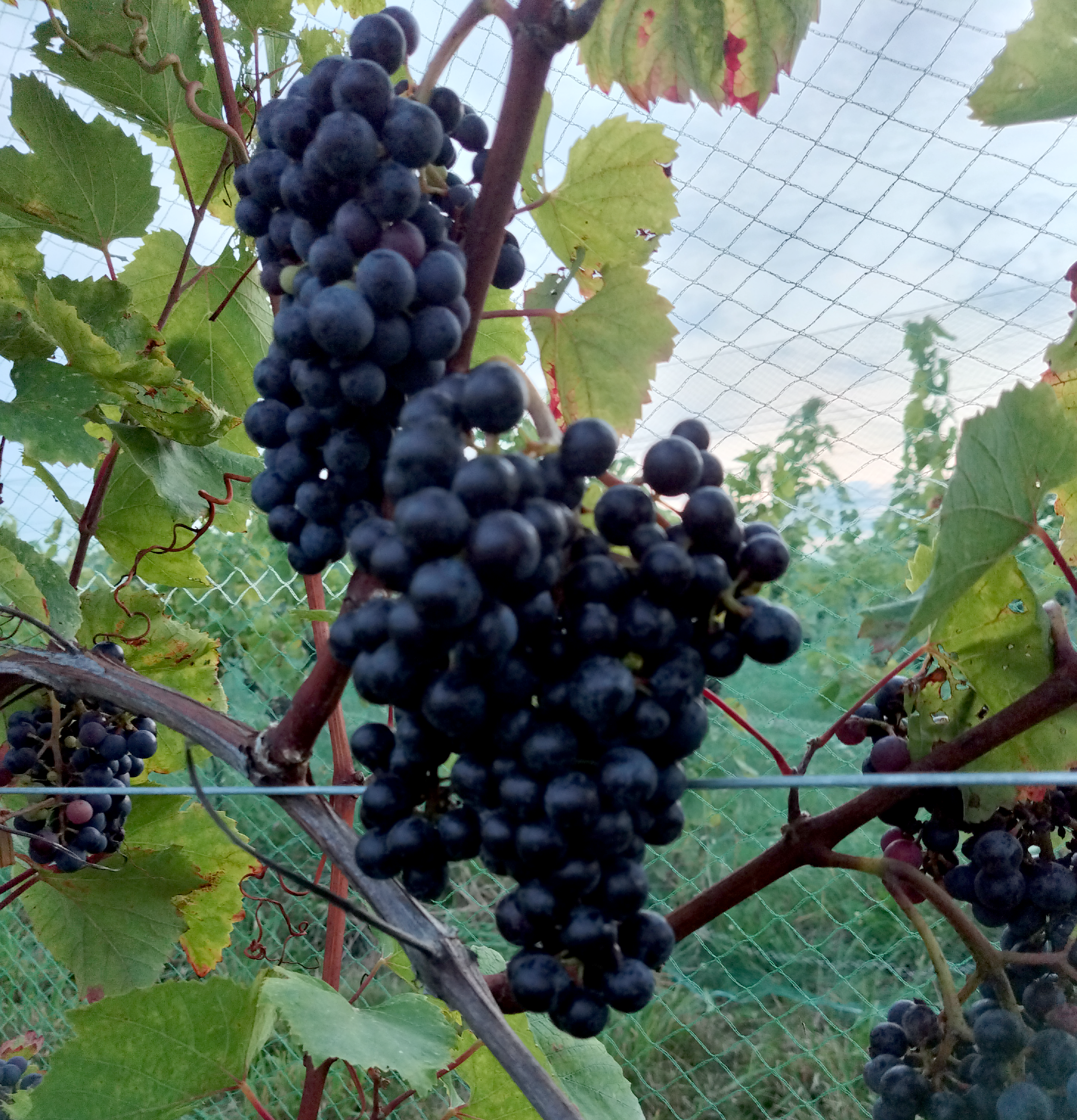 Purple grapes hanging from a vine.